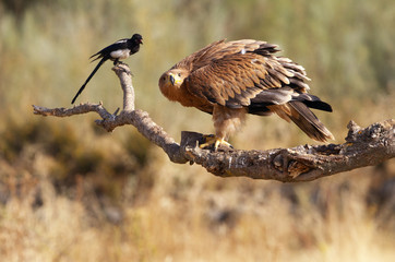 Young Spanish Imperial Eagle. Aquila adalberti