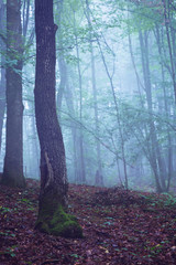 Tall tree in forest engulfed in dense fog