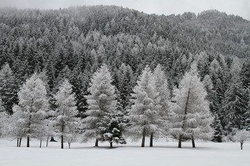 Alberi imbiancati dalla neve