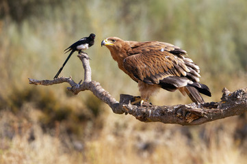 Spanish Imperial Eagle. Aquila adalberti