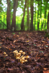 Group of mushrooms growing on the forest floor