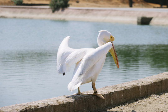 beautiful white pelican