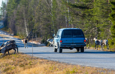 Fototapeta premium Reindeers almost causing a collision on the road