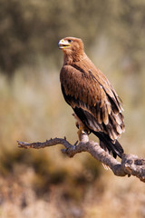 Young female of Spanish Imperial Eagle. Aquila adalberti