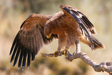 Young Spanish Imperial Eagle. Aquila adalberti