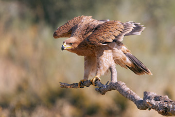 Young female of Spanish Imperial Eagle. Aquila adalberti