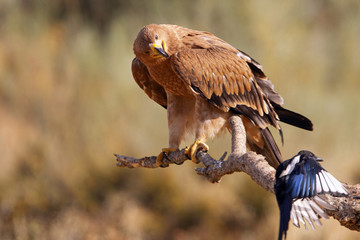 Young Spanish Imperial Eagle. Aquila adalberti