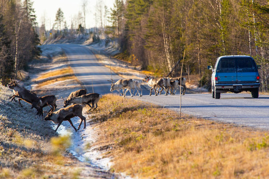 Reindeers almost causing a collision on the road