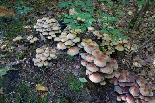 poisoned mushrooms Hypholoma sublateritium,Many fungi grow in the forest of Hypholoma lateritium