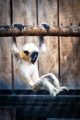 ape