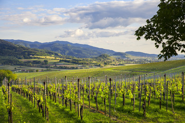 Fototapeta premium Schwarzwald_Rheinebene_5737