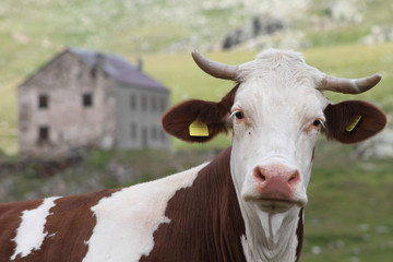 Mucca all'alpeggio