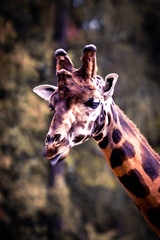 giraffe
