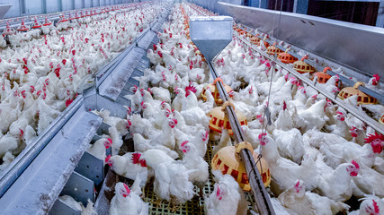 Poultry farm with broiler breeder chicken. Husbandry, housing business for the purpose of farming...