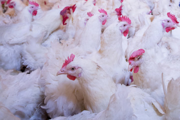 Poultry farm with broiler breeder chicken. Husbandry, housing business for the purpose of farming meat, White chicken Farm feed in indoor housing. Live chicken for meat, egg production inside storage