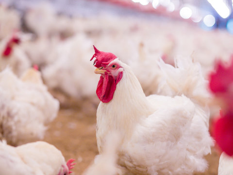 Poultry farm with broiler breeder chicken. Husbandry, housing business for the purpose of farming meat, White chicken Farm feed in indoor housing. Live chicken for meat, egg production inside storage