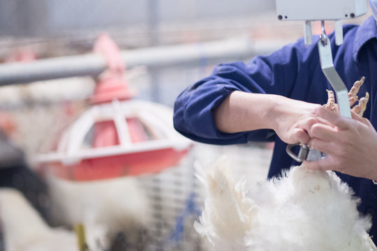 Poultry farm with broiler breeder chicken. Husbandry, housing business for the purpose of farming meat, White chicken Farm feed in indoor housing. Live chicken for meat, egg production inside storage