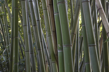 Bamboo stems background