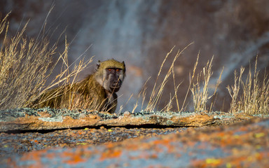 Baboon curious about camera noise, Matopos, Zimbabwe