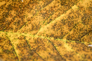 Dried autumn leaf of a chestnut tree full of details