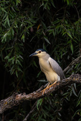 Stirc of Danubedelta