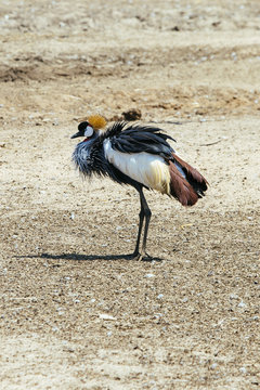 beautiful crown crane