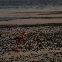 Wild puffed duck with ducklings