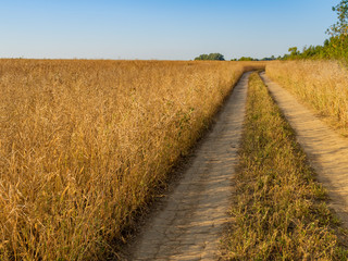 Naklejka premium Country road through the wheaten field