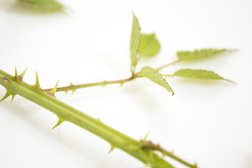 Branch full of detailed green leaves isolated in a white background