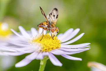 Igelfliege - Tachina magnicornis - Tachinid Fly on Leucanthemum - Margerite