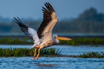 Pelicans of Danube Delta in flight BIF