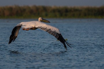 Pelican takeoff