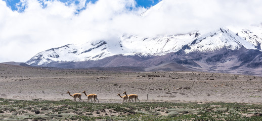 Vigognes et volcan Chimborazo, Équateur