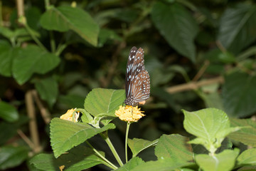 ein blau gesprenkelter falter auf einer gelben blüte und nektar saugend fotografiert in einem tropenhaus mit makroobjektiv