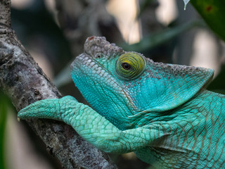 Caméléon
