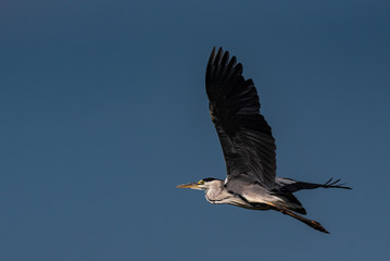 egret flying
