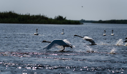 Obraz premium Swan takeoff