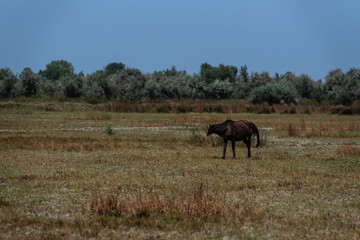 Fototapeta na wymiar The wild stallions of the Danube Delta - Forest Letea