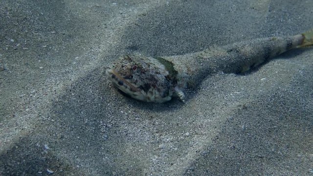  
closeup of a Slender Lizardfish (Saurida gracilis) lies on the sand , Red sea, Marsa Alam, Marsa Mubarak, Egypt (Underwater shot)
