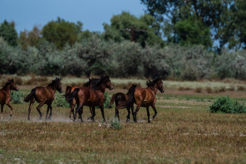 Naklejka na ściany i meble The wild stallions of the Danube Delta - Forest Letea