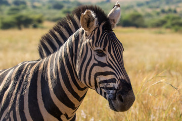 Fototapeta na wymiar Zebra portrait up close, Pilanesberg National Park, South Africa
