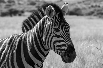Fototapeta na wymiar Zebra portrait up close in monochrome, Pilanesberg National Park, South Africa