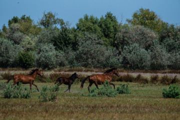Obraz na płótnie Canvas The wild stallions of the Danube Delta - Forest Letea