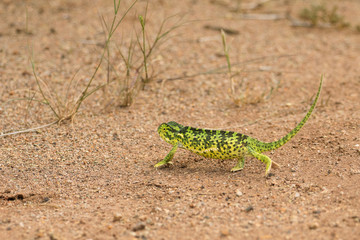 A chameleon tentatively crossing the dirt road as fast as he could!