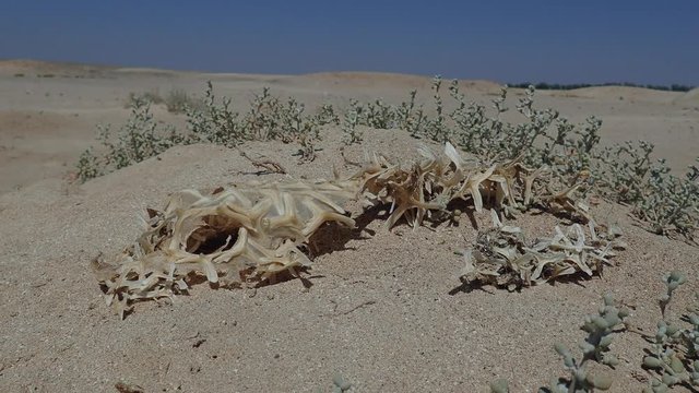  The dried skeleton of Porcupinefish lies on the sand in the desert near the Red Sea. Black-blotched Porcupinefish (Diodon liturosus)

