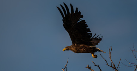 Codalb juvenile in delta dunarii danube delta