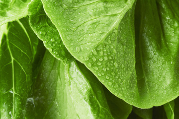 Close-up macro view of fresh green Lettuce leaves