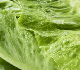 Close-up macro view of fresh green Lettuce leaves