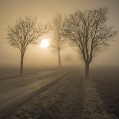 Bäume entlang einer Strasse bei Morgennebel im Winter