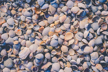 Background made of seashells.
